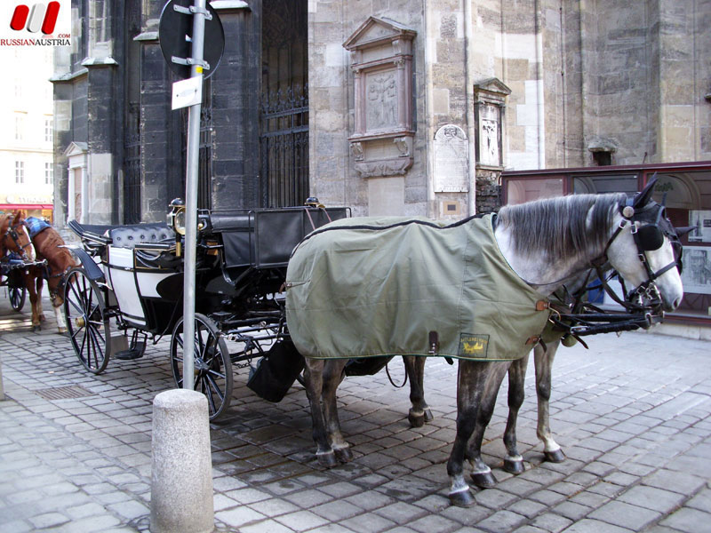 Русская Австрия. Прогулки по Вене. Штефансдом. Stephansdom. www.RussianAustria.com