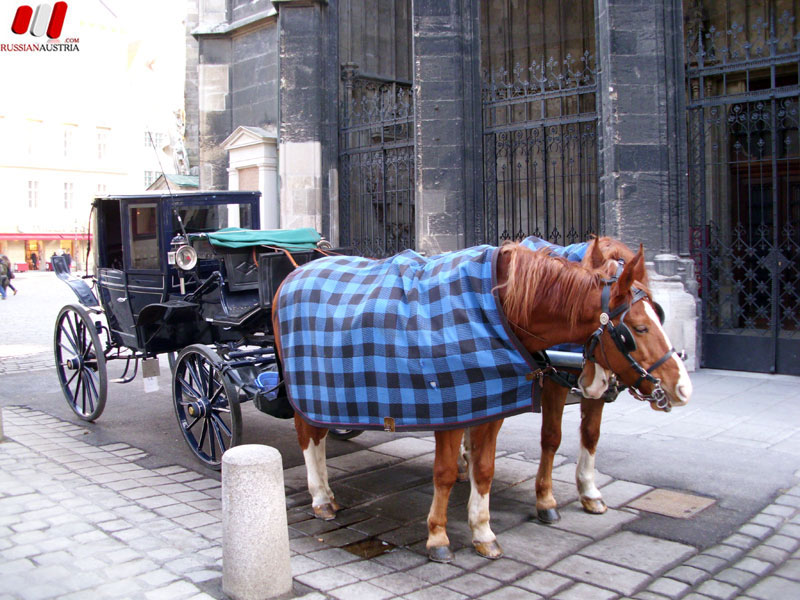 Русская Австрия. Прогулки по Вене. Штефансдом. Stephansdom. www.RussianAustria.com